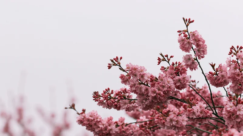 Cherry blossom branches in full bloom against a pale sky with copyspace on the left