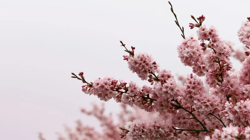 Cherry blossom branches in full bloom against a soft sky with copyspace on the left