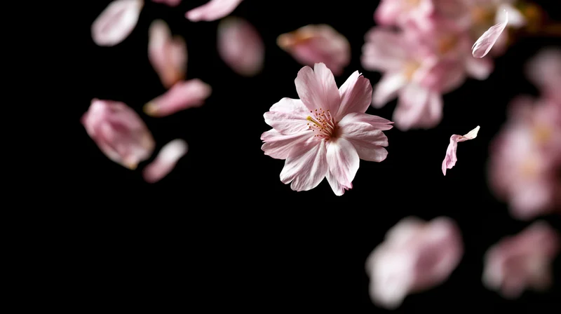 Cherry blossom petals and flowers floating suspended against a black background