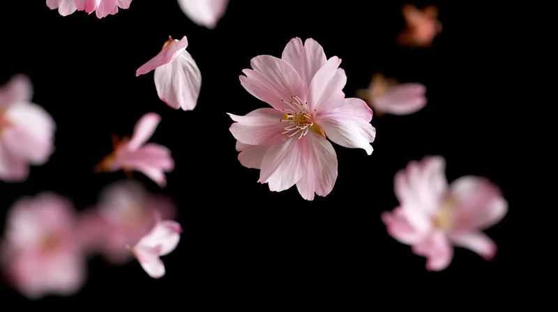 Cherry blossoms floating suspended against a black background