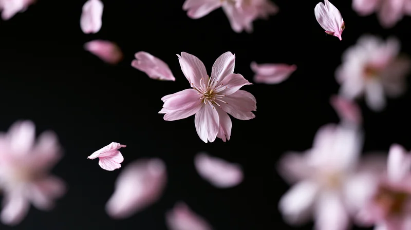 Cherry blossom petals and flowers floating suspended against a black background