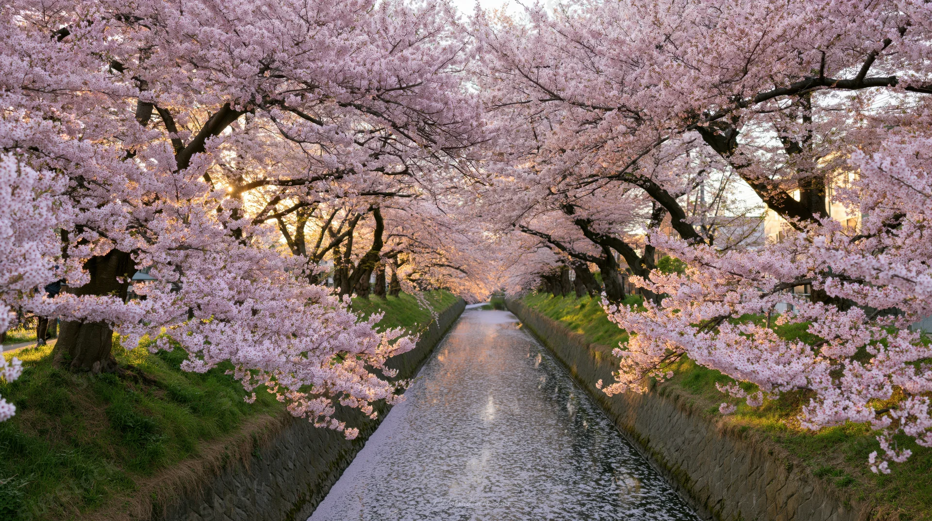 Cherry blossom trees in full bloom lining a narrow canal in an urban park during spring