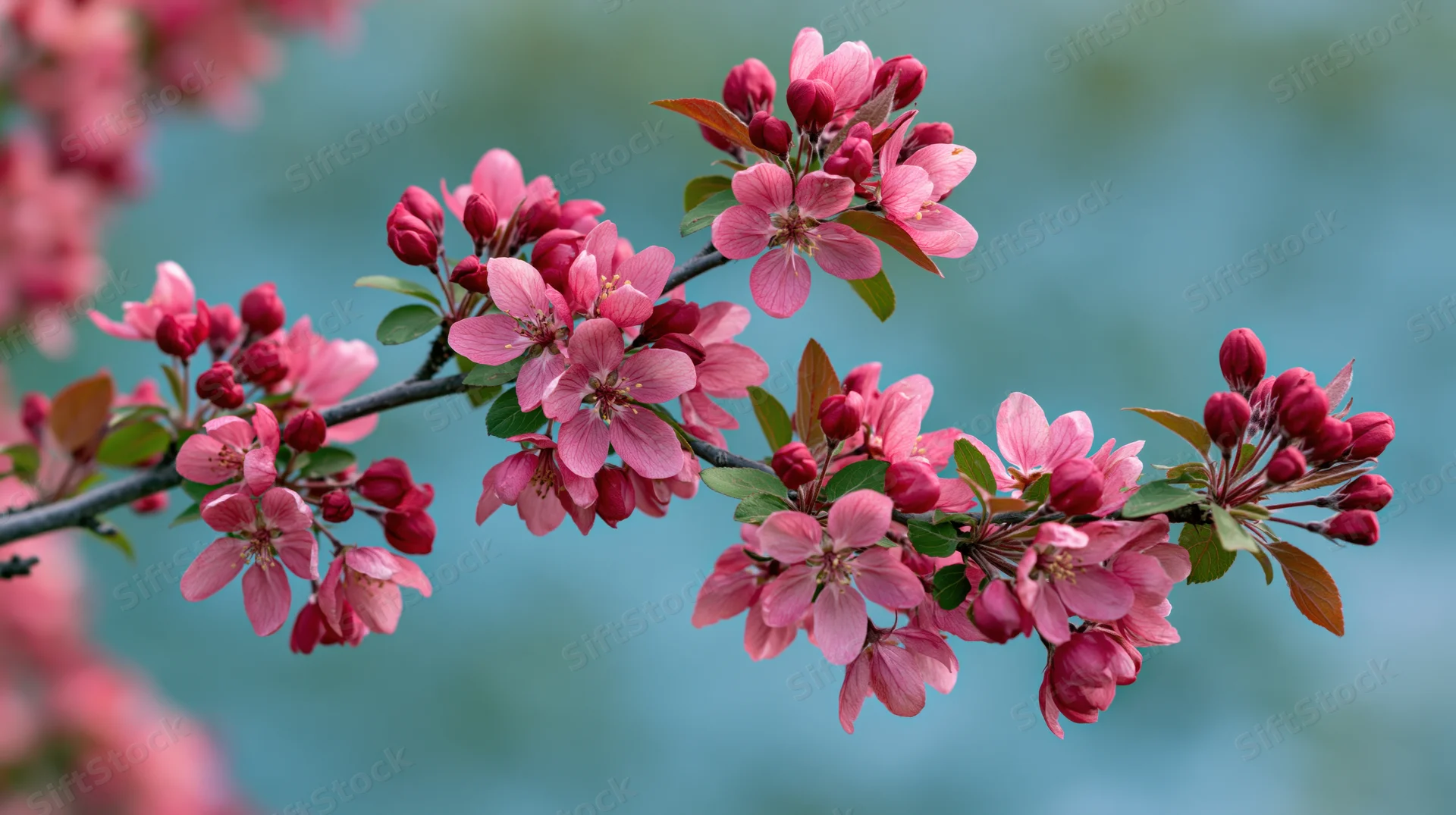 Close-up of a crabapple branch in full bloom with pink flowers and green leaves against a soft blue background