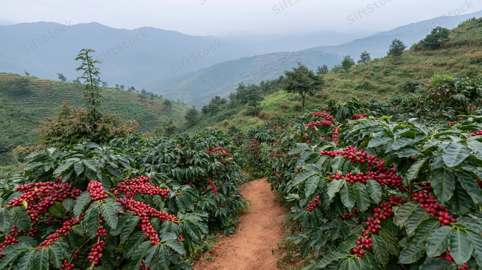 Coffee plants heavy with red cherries growing in rows along a dirt path through hilly terrain