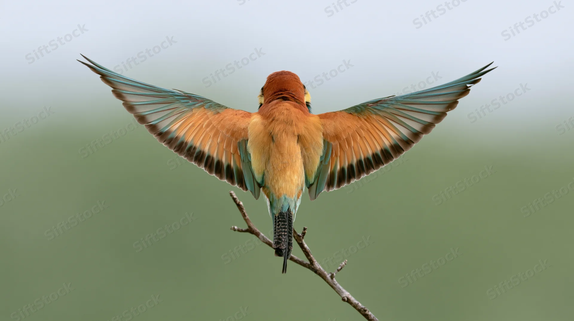 Europeanbeeater landing with wings spread on a bare twig against a blurred green background