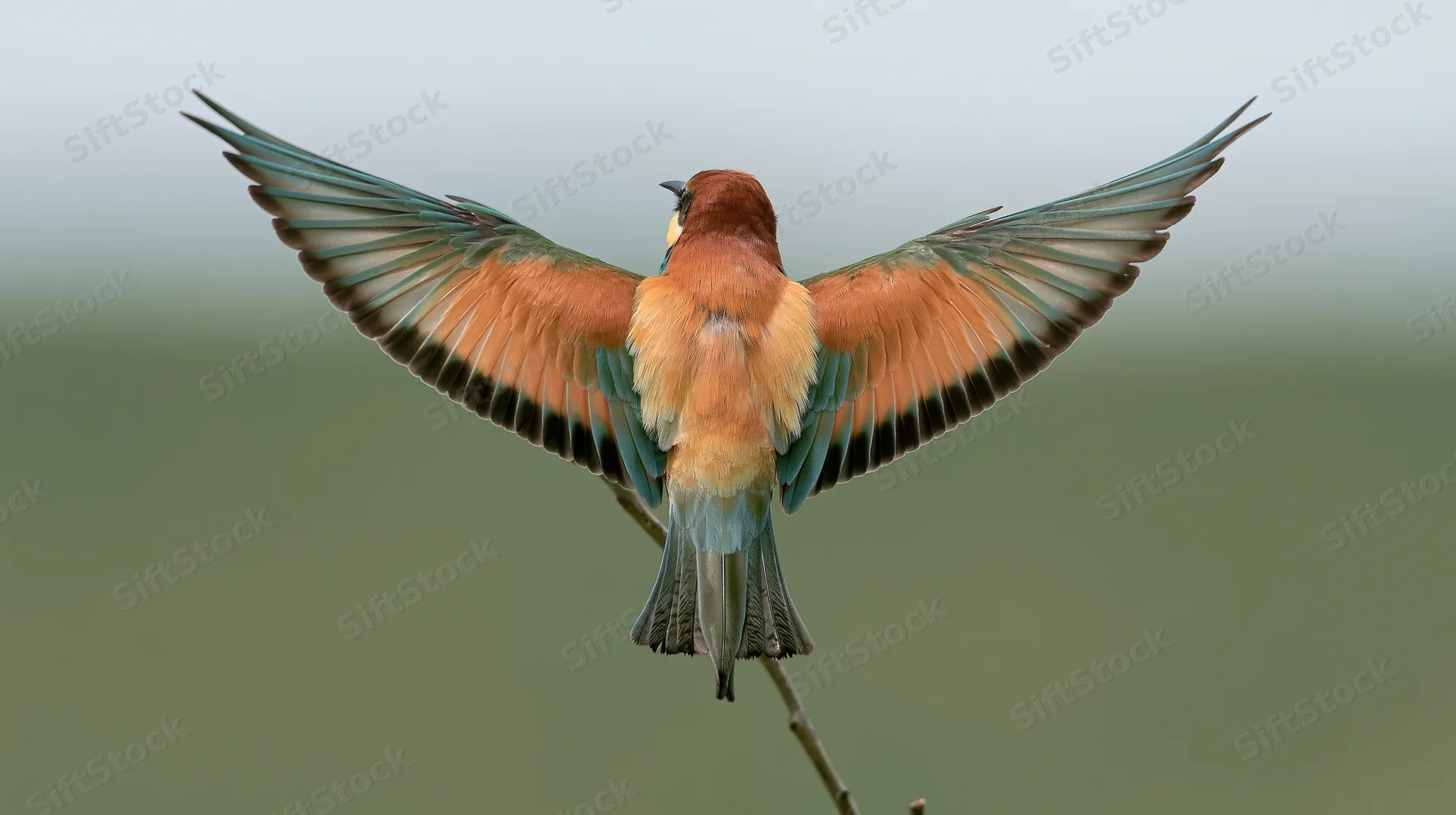Europeanbeeater landing on a twig with wings spread, back view in natural setting