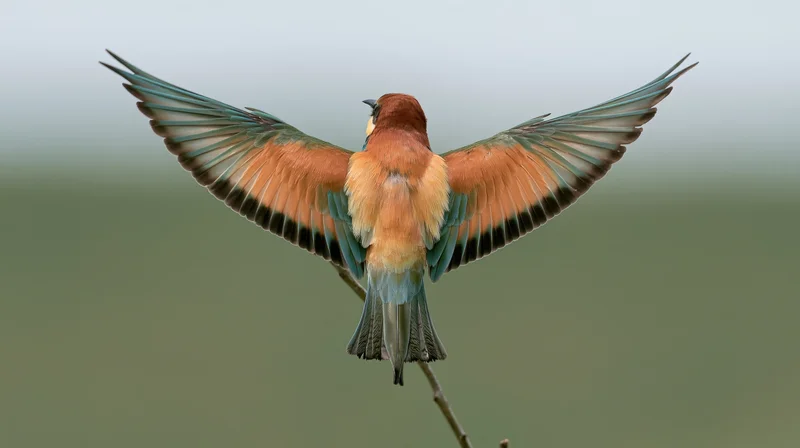 Europeanbeeater landing on a twig with wings spread, back view in natural setting