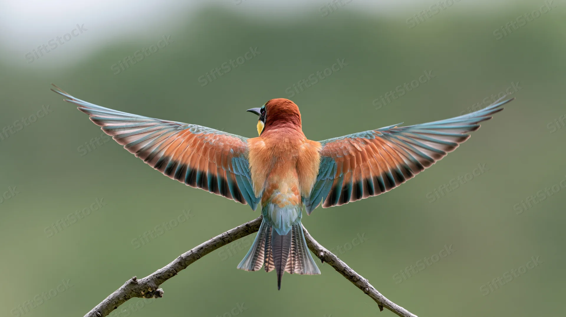 Europeanbeeater landing with wings spread on a bare twig in a natural setting