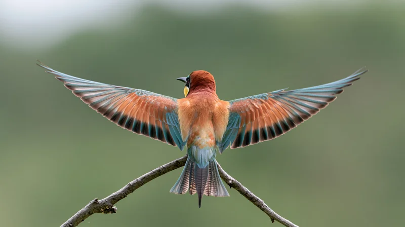 Europeanbeeater landing with wings spread on a bare twig in a natural setting