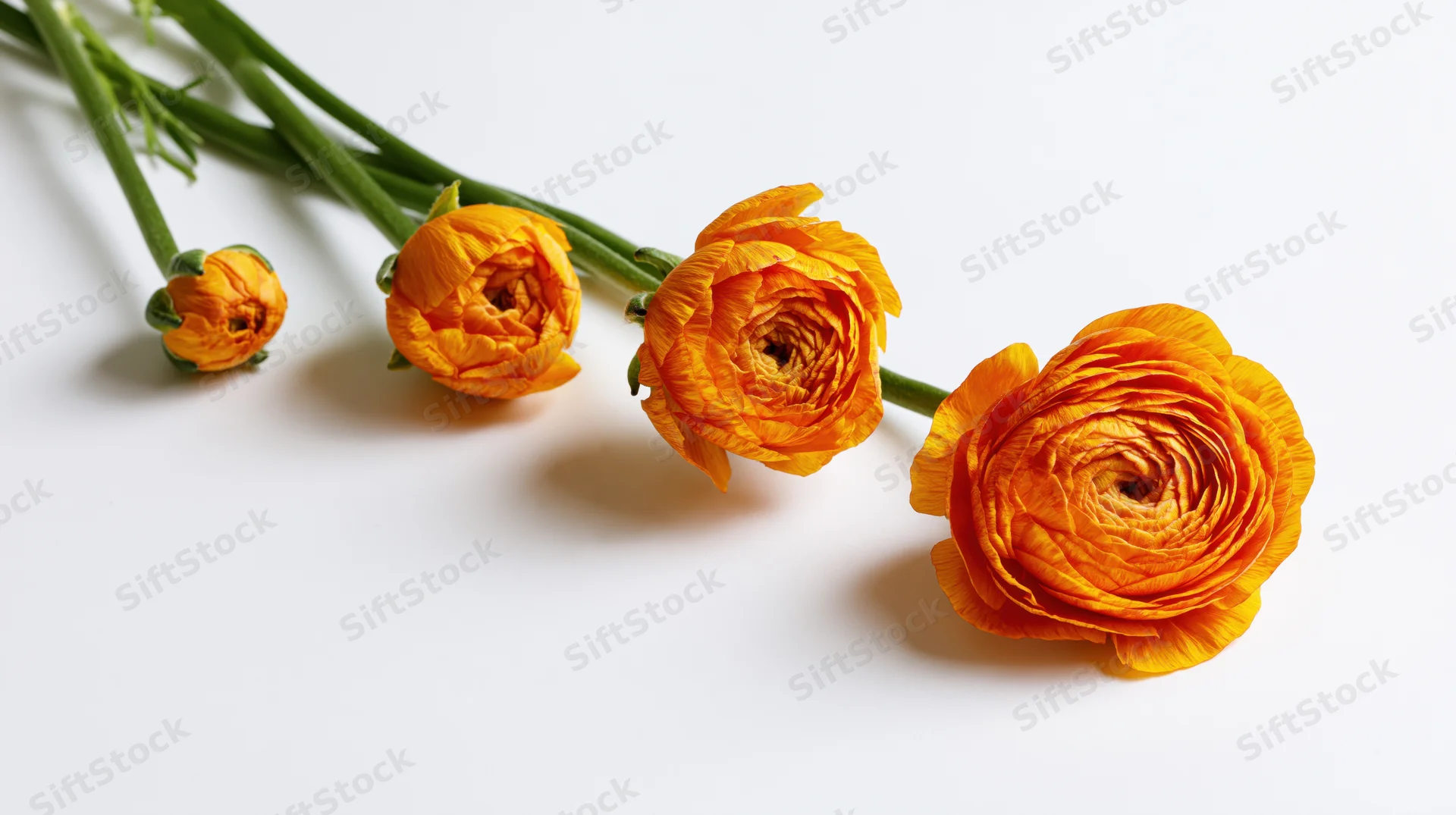 Five orange ranunculus flowers arranged diagonally on a white surface