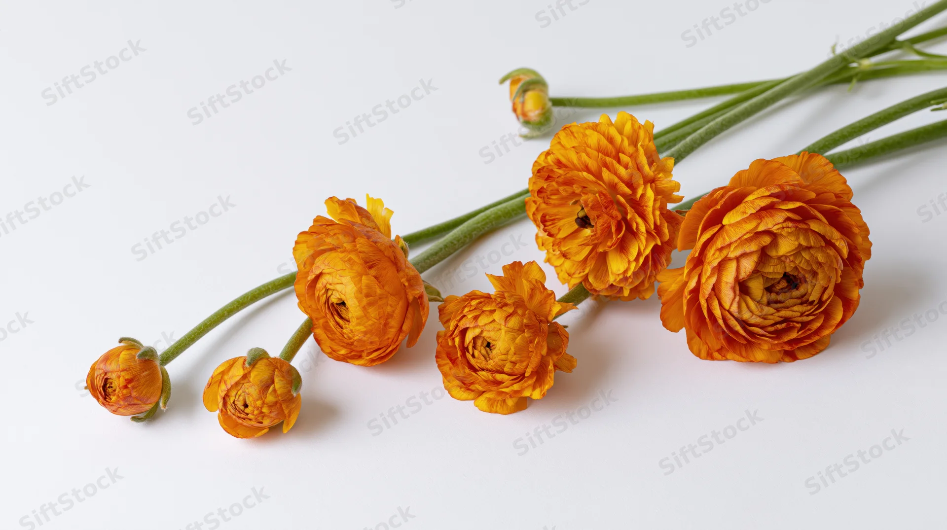 Five orange ranunculus flowers arranged diagonally on a white background