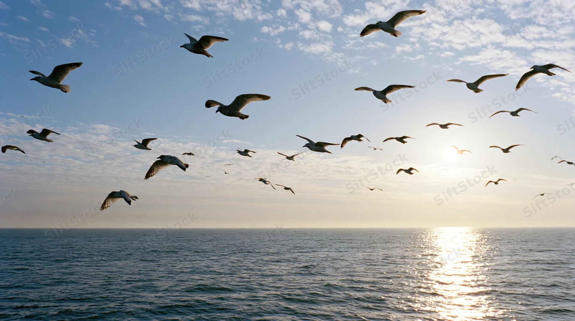 Flock of seagulls flying over the ocean at sunset