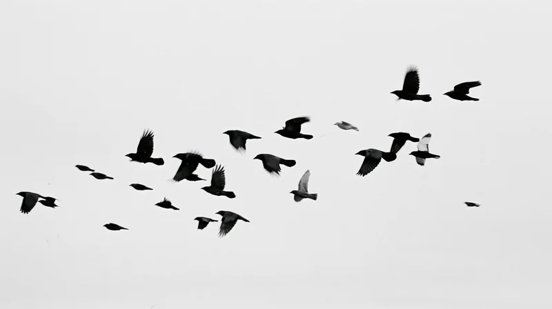 Flock of birds in mid-flight against a white sky
