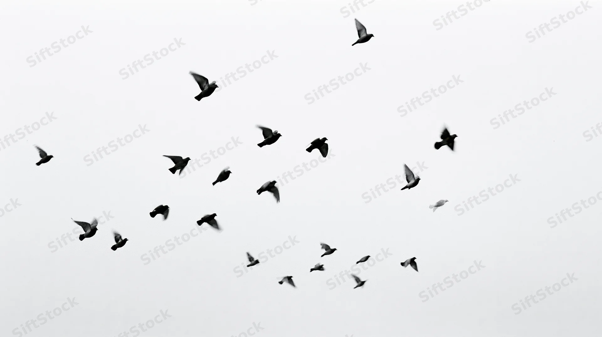 Flock of birds in mid-flight against overcast sky