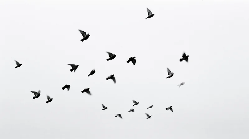 Flock of birds in mid-flight against overcast sky