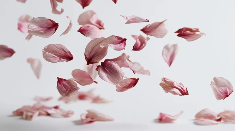 Cherry blossom petals floating mid-air against a white background