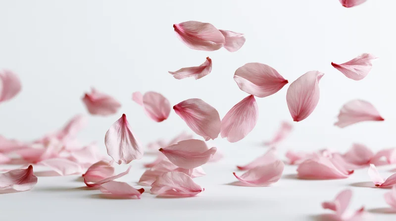 Cherry blossom petals floating mid-air against a white background