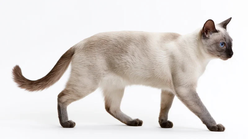Siamese cat walking midstride in profile against a white seamless background