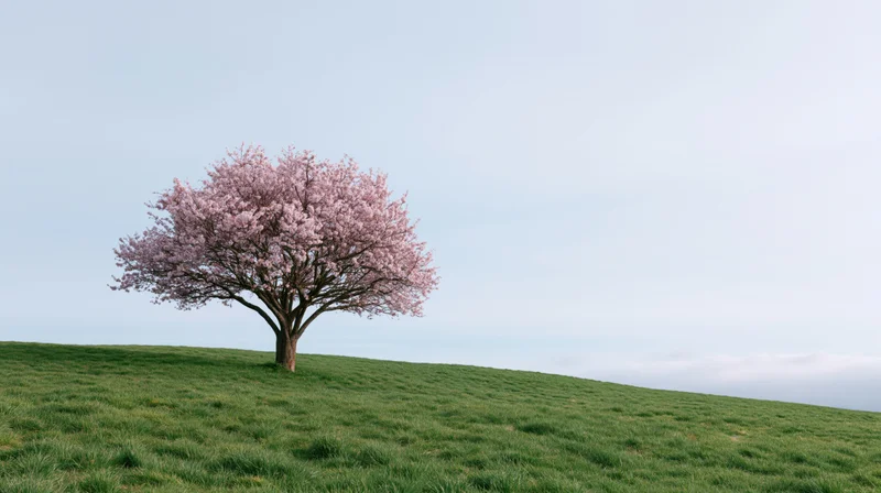 Cherry blossom tree in full bloom on a grassy hill under a pale sky