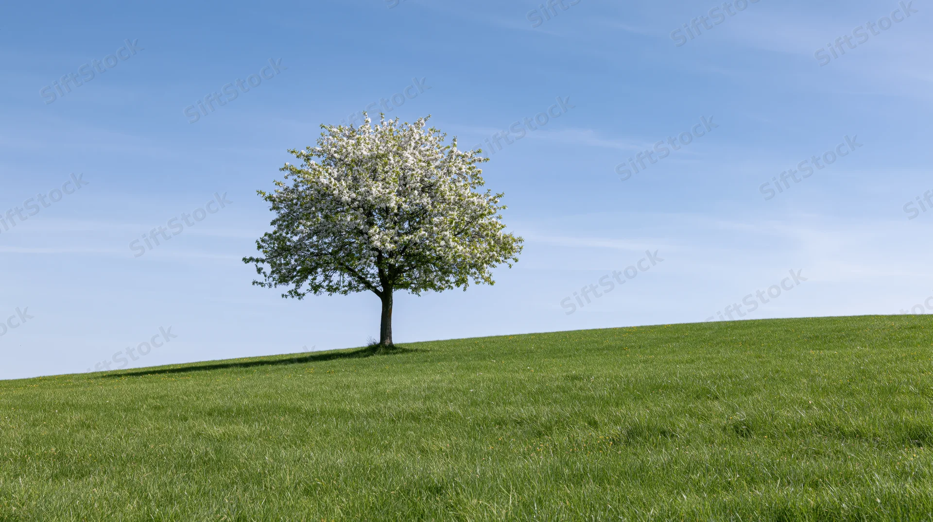 Single cherry blossom tree in full white bloom on a green hill under a clear blue sky