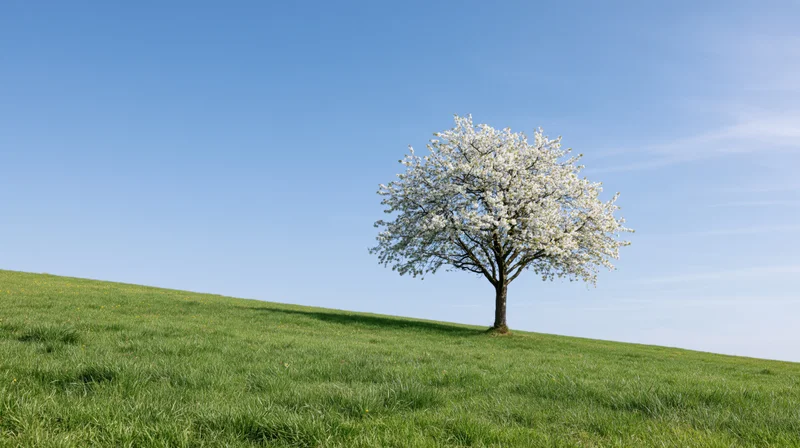 Cherry blossom tree in full bloom on a grassy hill under a clear blue sky