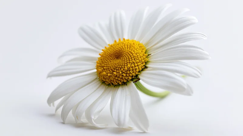Single daisy flower with white petals and yellow center lying on white surface