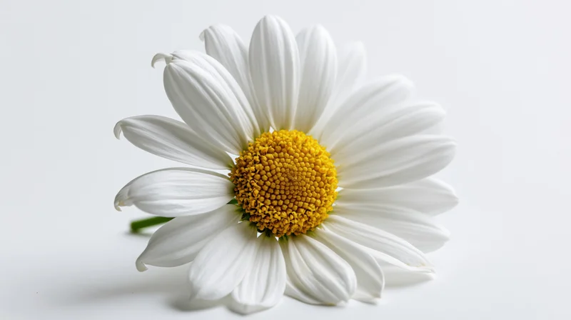 Single daisy flower with white petals and yellow center on white background