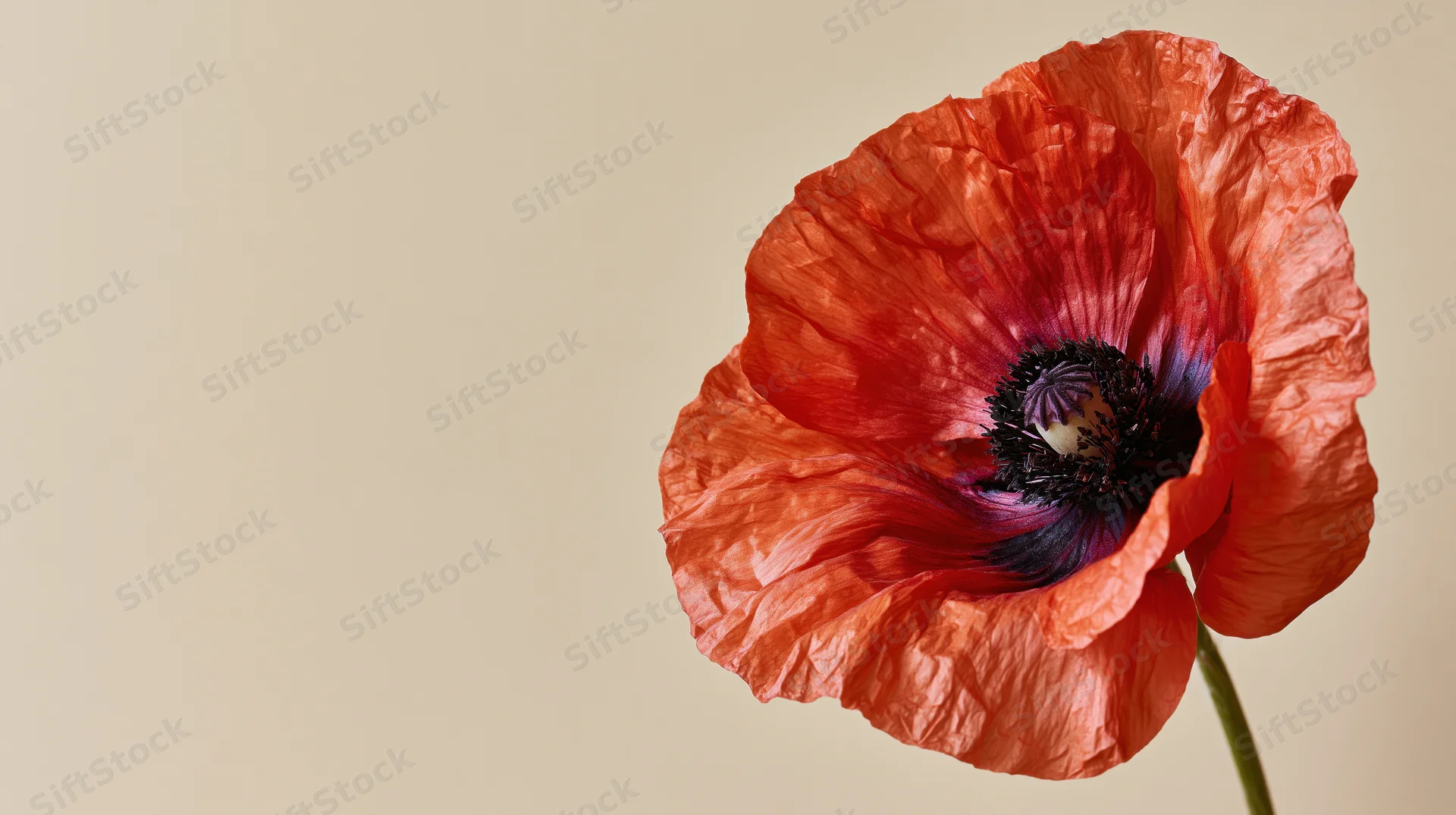 Close-up of a red poppy flower with creased petals and dark center on beige background