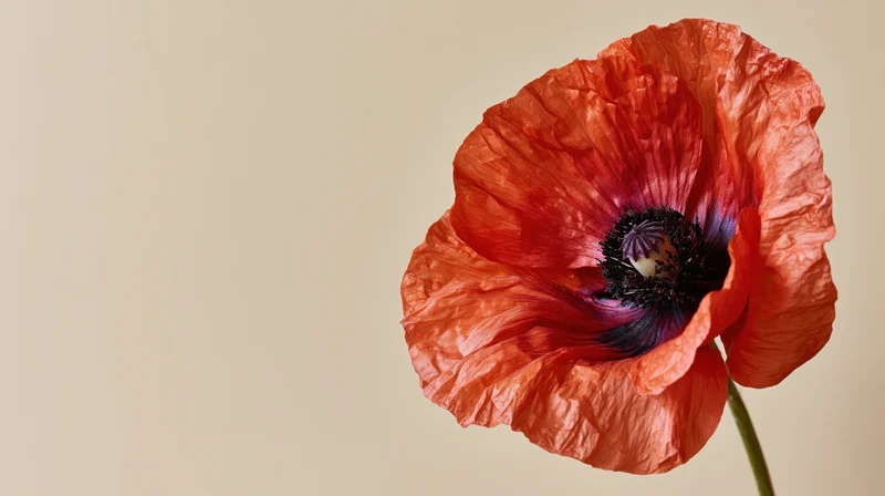 Close-up of a red poppy flower with creased petals and dark center on beige background