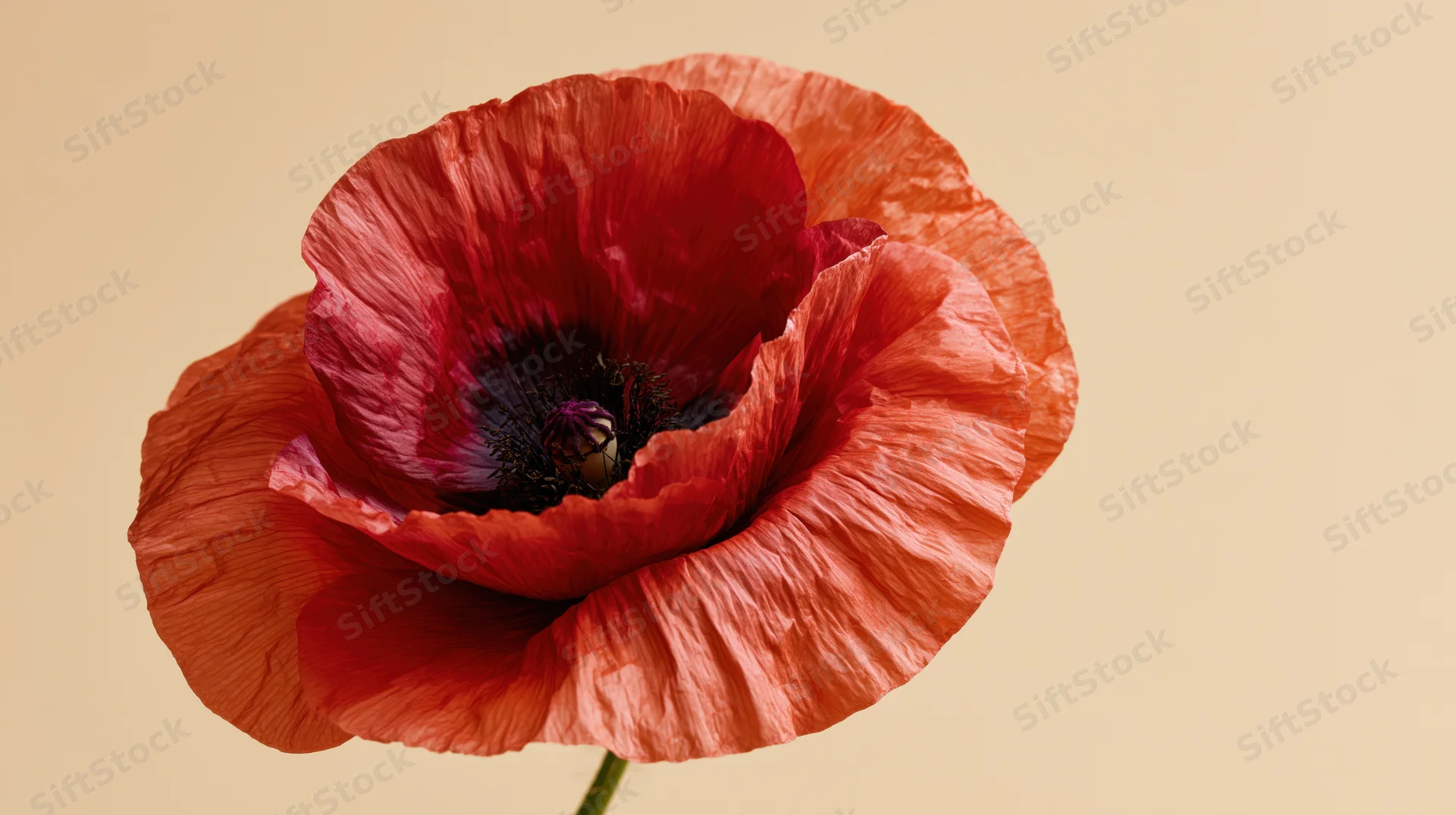 Close-up of a red poppy flower with detailed petals against a beige background