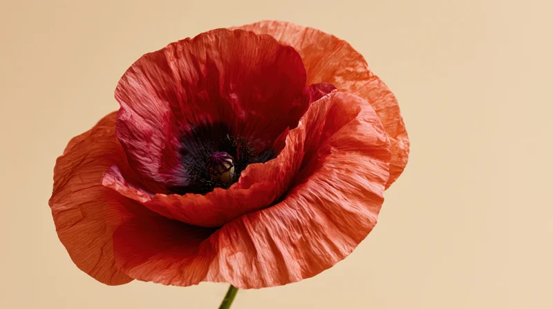 Close-up of a red poppy flower with detailed petals against a beige background