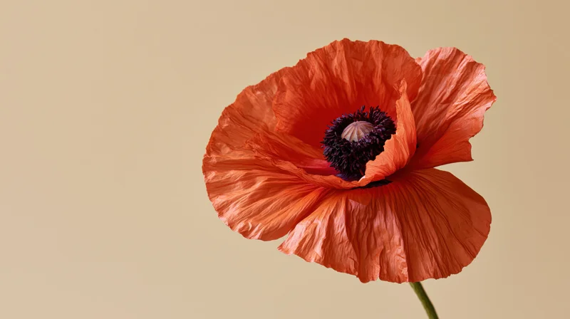 Close-up of a red poppy flower with creased petals and dark center on a plain background