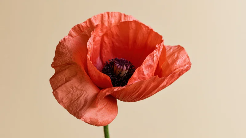 Close-up of a red poppy flower with creased petals and dark center on a beige background