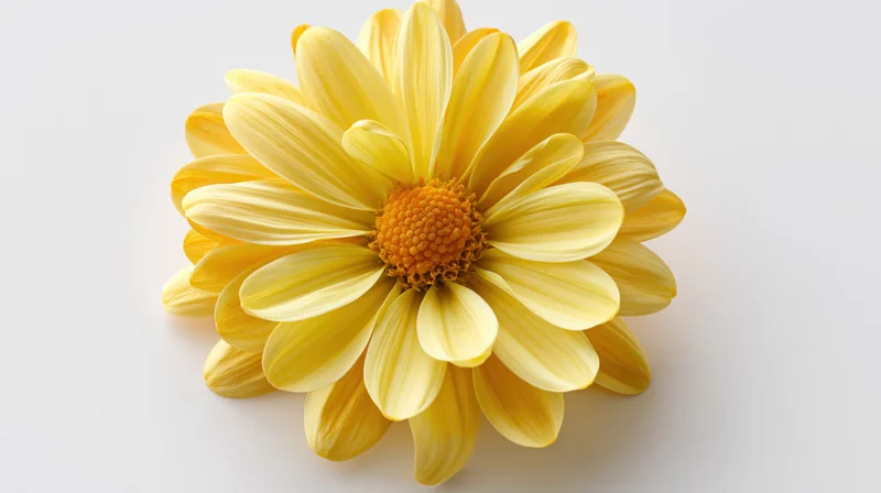 Yellow daisy-like flower with broad overlapping petals on white background