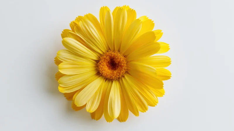 Yellow daisy-like flower with broad overlapping petals on white background