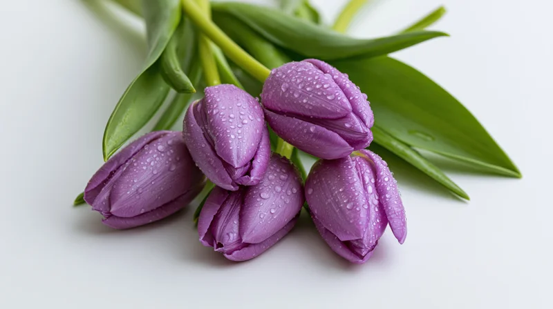 Five purple tulips with water droplets lying on white surface
