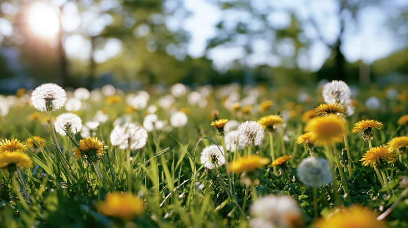 Dandelions blooming in a sunlit spring meadow with green grass and white seed heads