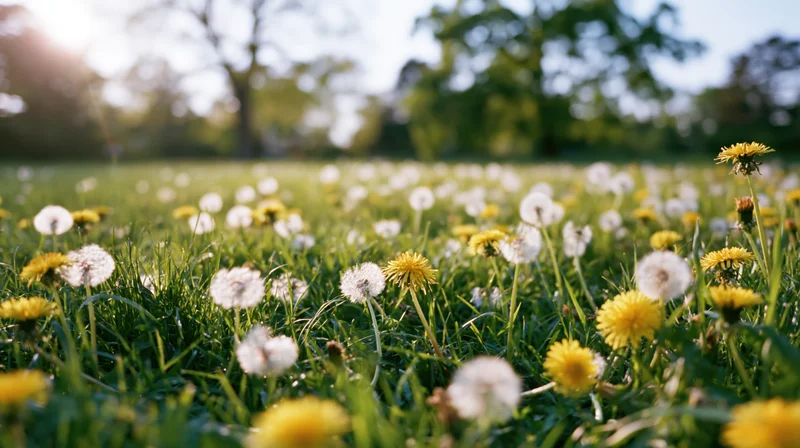 Dandelions blooming and seeding in a sunlit spring meadow