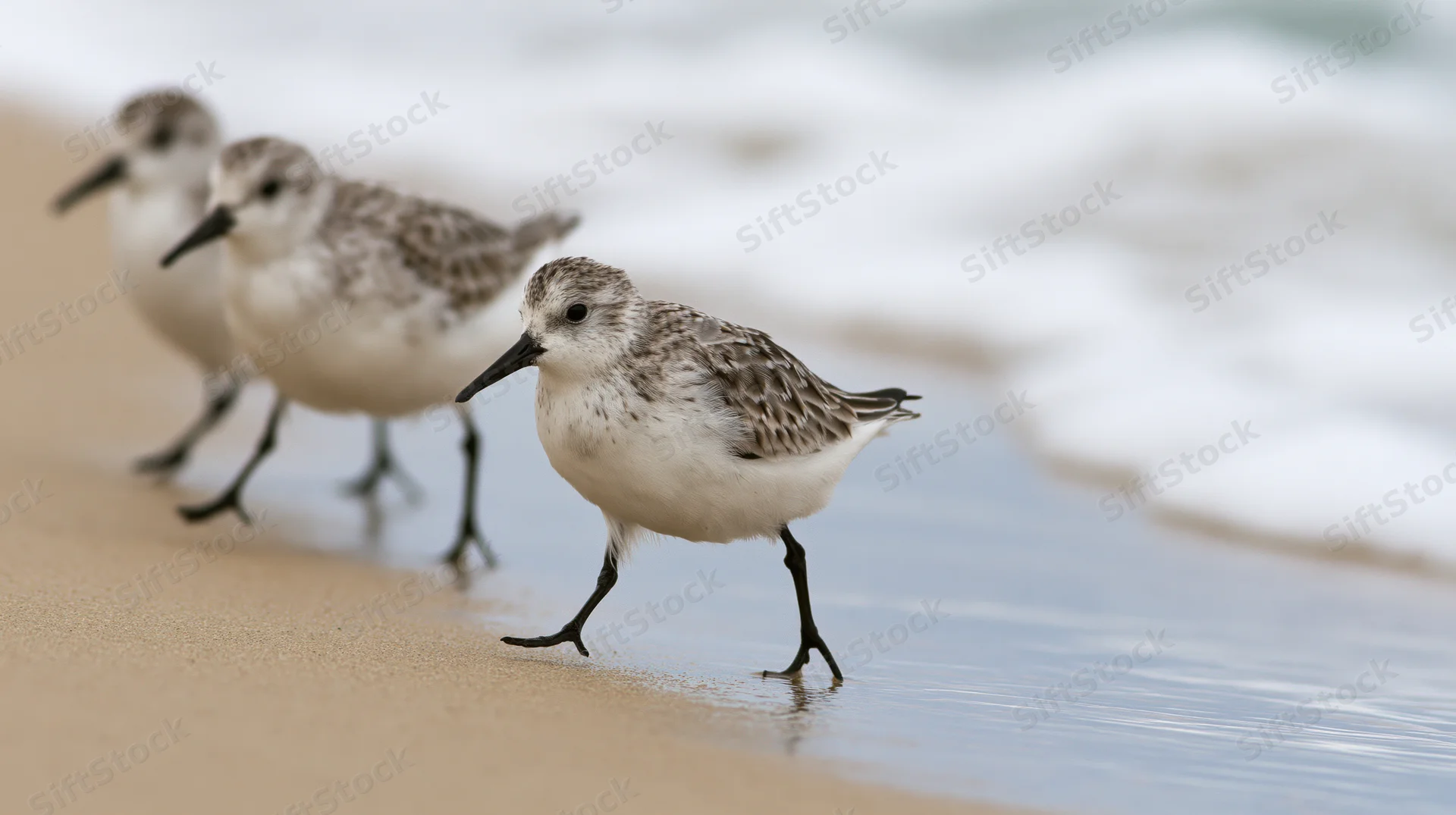 Three sanderlings running along wet shoreline sand in diagonal line