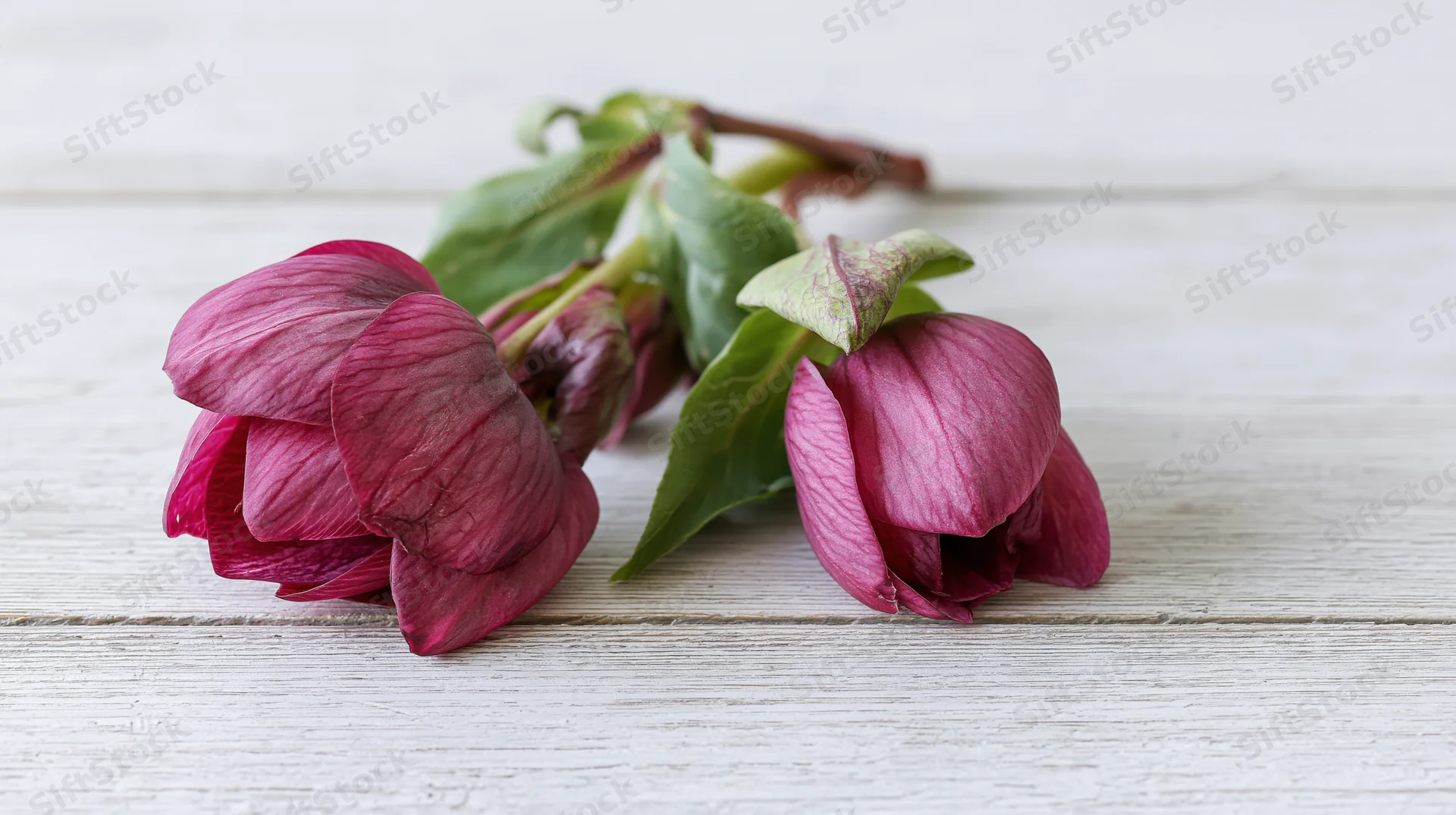 Two hellebore flowers with green leaves lying on a white wooden surface