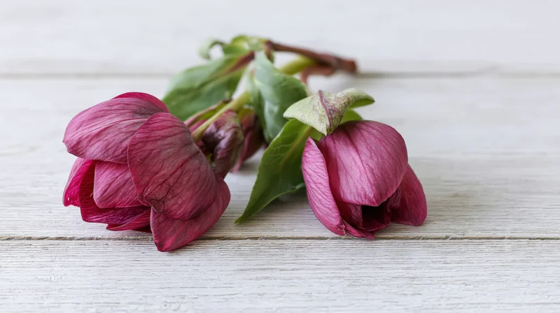 Two hellebore flowers with green leaves lying on a white wooden surface