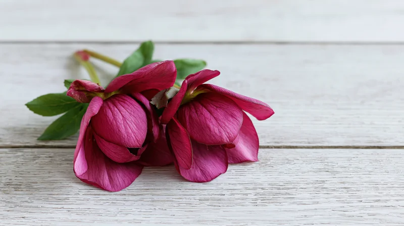 Two deep pink hellebore flowers with green leaves resting on a white wooden surface