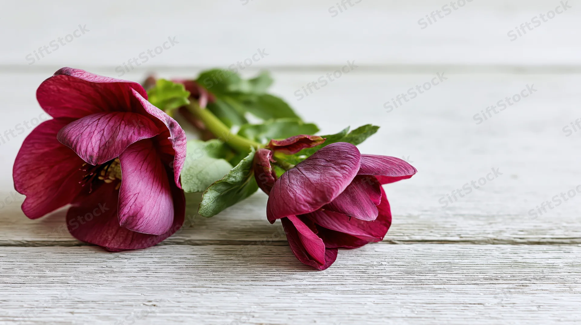 Two deep burgundy-pink hellebore flowers with green leaves lying on a light wooden surface