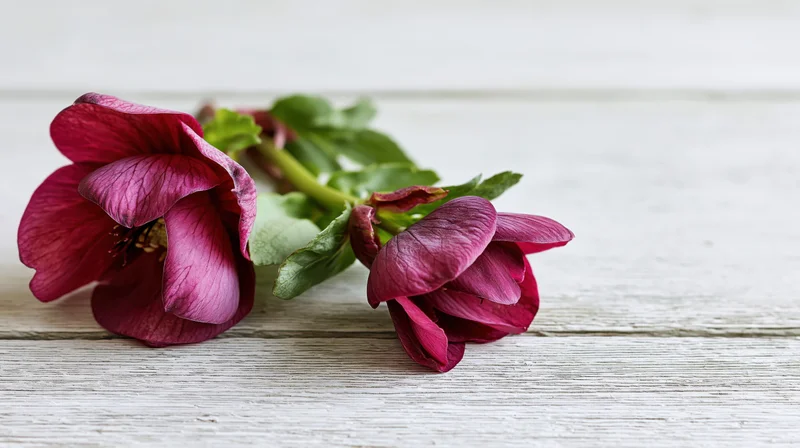 Two deep burgundy pink hellebore flowers with green leaves