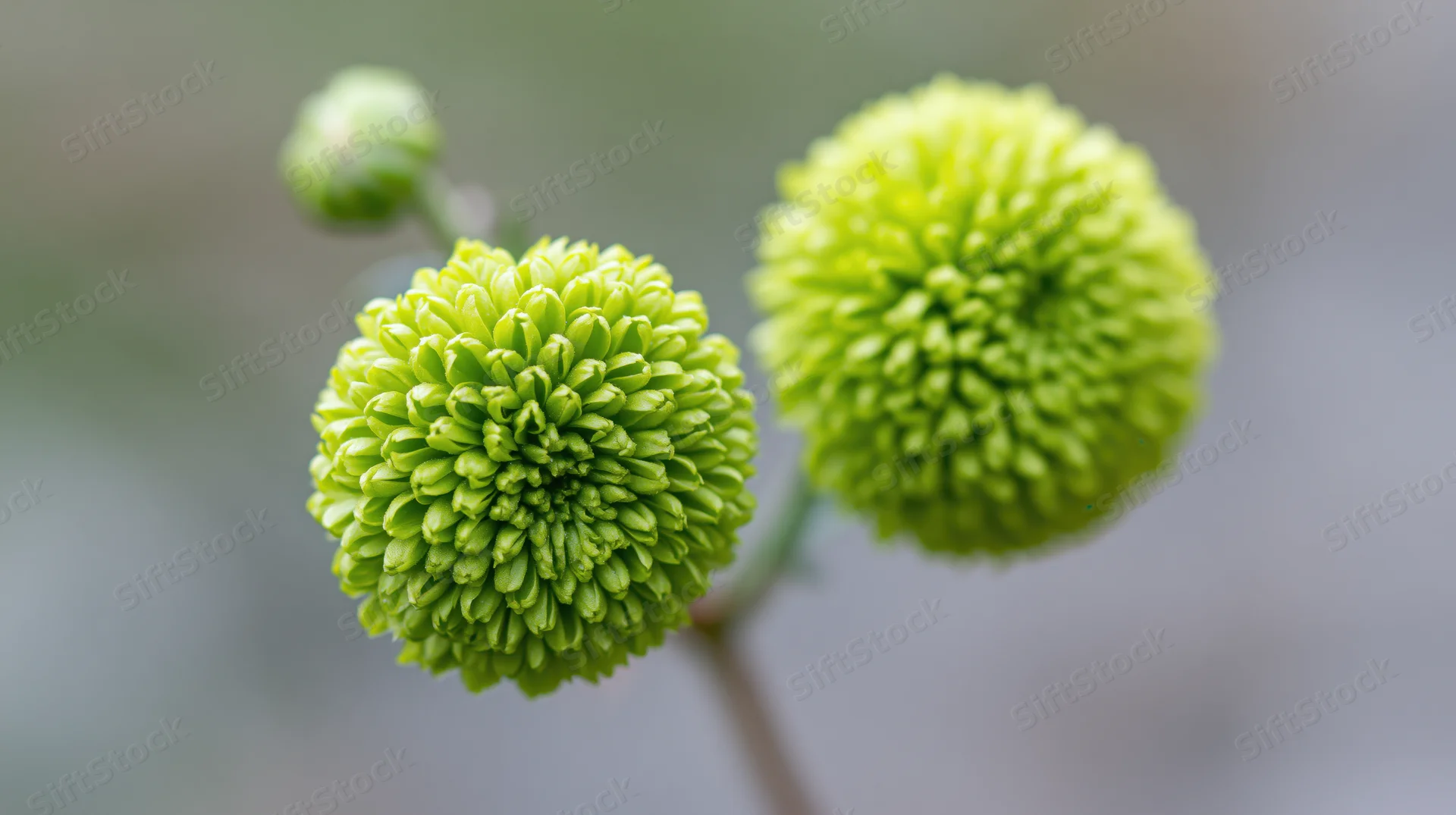 Two green button chrysanthemum blooms with tightly packed spherical florets on stems, one bud in background