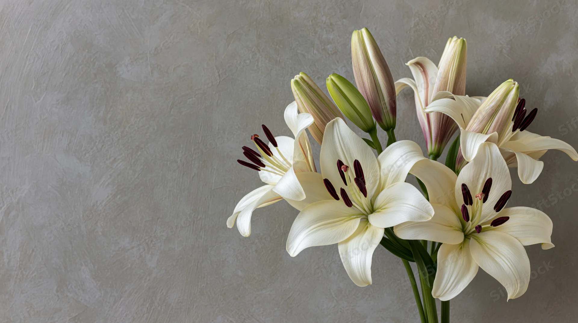 White asiatic lilies with open blooms and closed buds arranged against a textured gray background