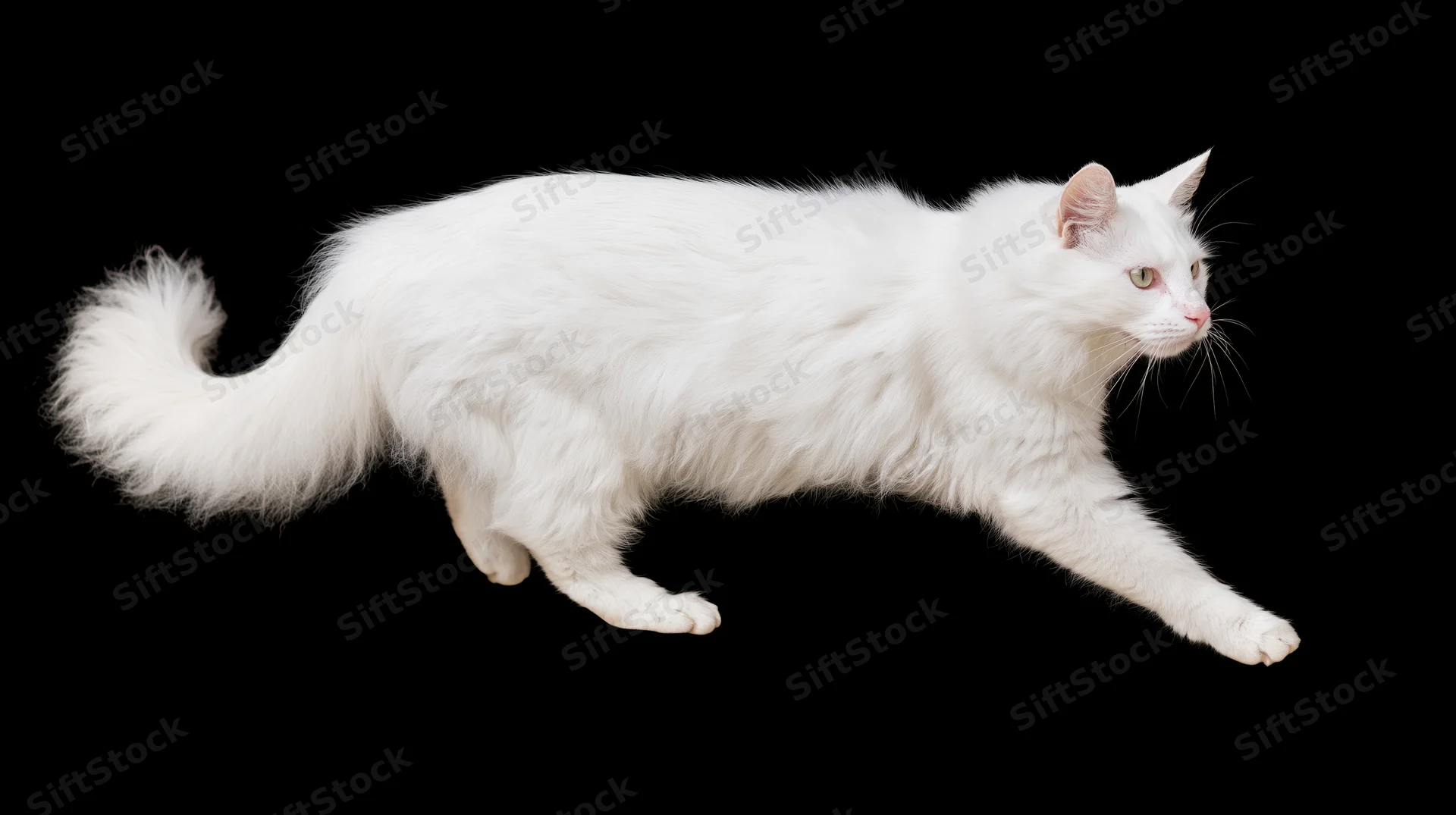 White turkishangora cat midstride full body extended against black background