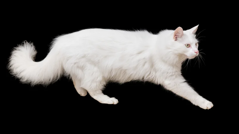 White turkishangora cat midstride full body extended against black background