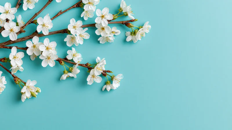 Cherry blossom branches with white flowers arranged on a turquoise background
