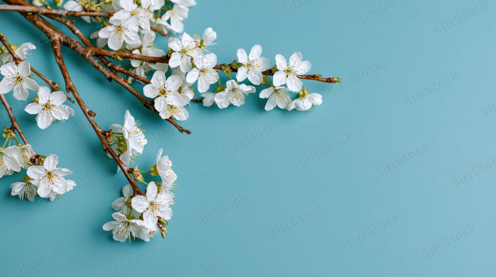 Cherry blossom branches with white flowers arranged diagonally on a light blue background